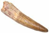 Fossil Spinosaurus Tooth - Real Dinosaur Tooth #382396-1